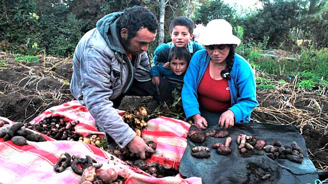 Huancabamba es la provincia que más papa produce en la región Piura