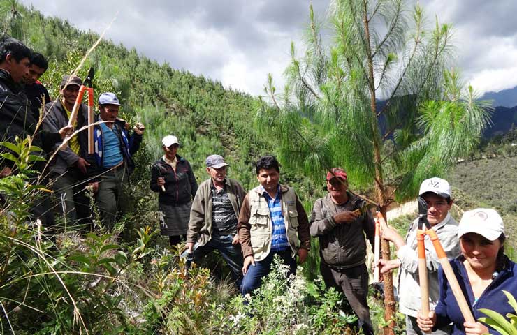 Huancabamba: 300 hectáreas de bosques fueron reforestadas
