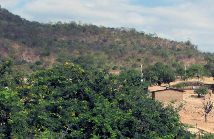 Chulucanas: Reconocen bosque de Palo Blanco como área de conservación