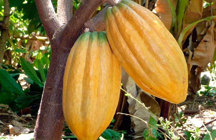 Paimas: producción de cacao empieza a tomar fuerza con apoyo de Agroideas y Norandino